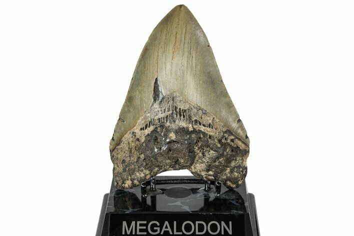 Fossil Megalodon Tooth - North Carolina #299024